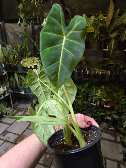 6" Alocasia Frydek Green/White - Not Pet Friendly - Exact Plant - Live Indoor Plant