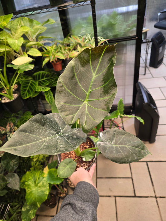 6" Alocasia Regal Shield SHORT - Not Pet Friendly - Pick Your Plant Option - Live Indoor Plant