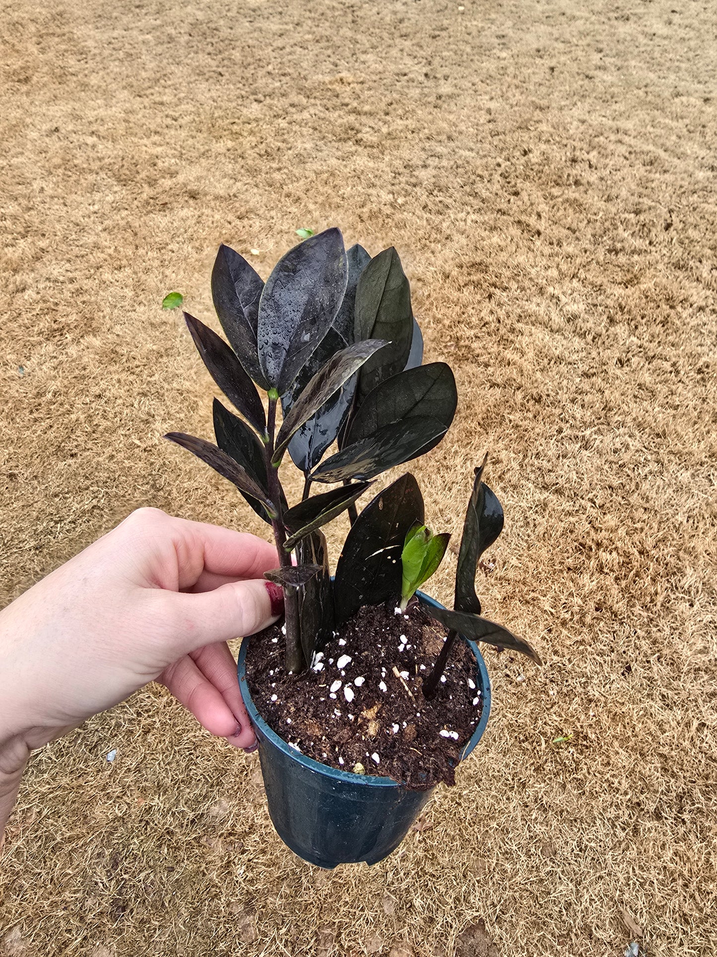 ZZ Black Oscura 4" - Not Pet Friendly - Pick Your Plant Option - Live Indoor Plant