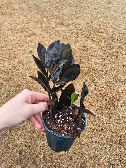ZZ Black Oscura 4" - Not Pet Friendly - Pick Your Plant Option - Live Indoor Plant