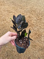 ZZ Black Oscura 4" - Not Pet Friendly - Pick Your Plant Option - Live Indoor Plant