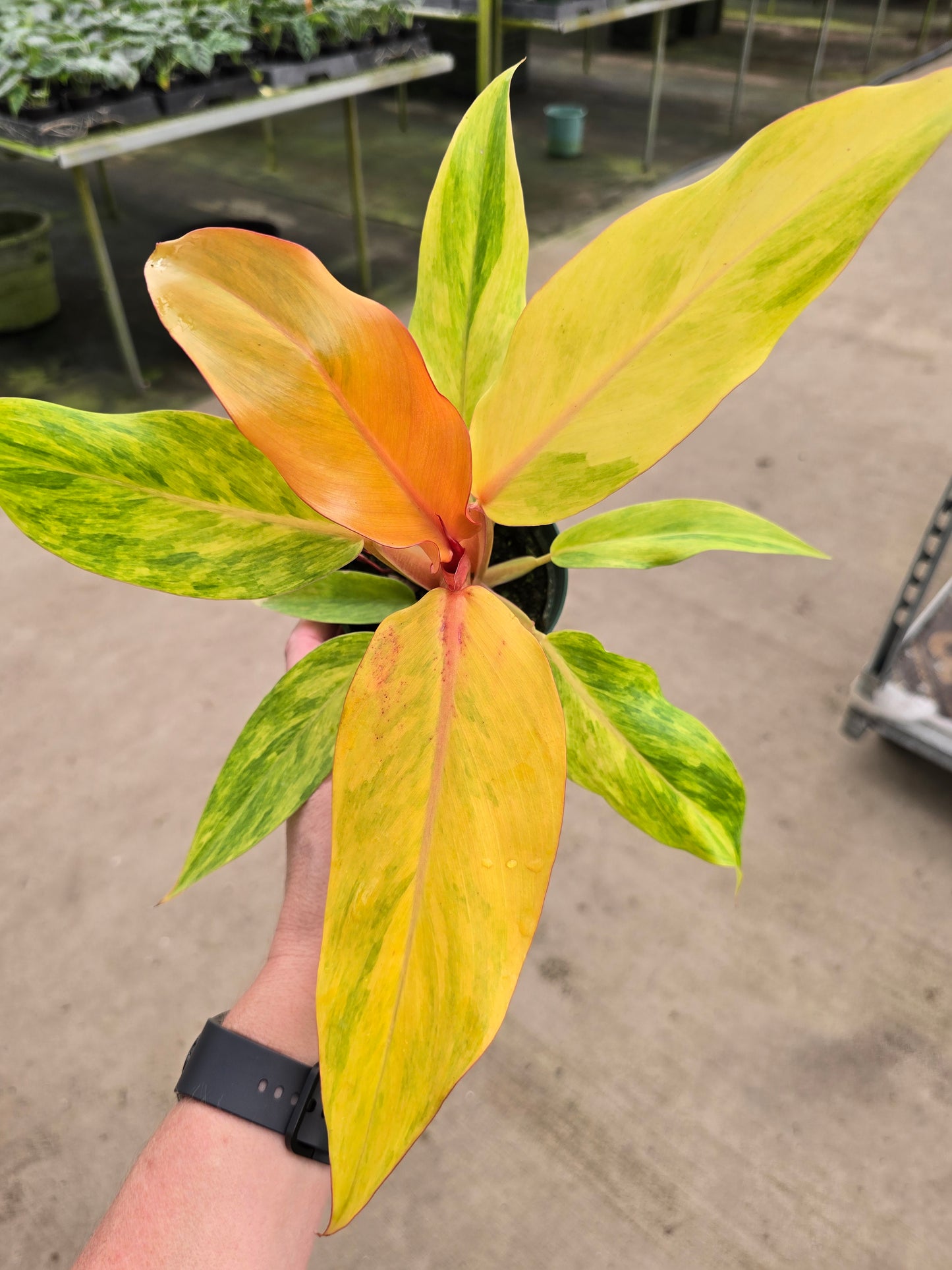 4" Philodendron Orange Marmalade - Not Pet Friendly - Pick Your Plant Option - Indoor Plant