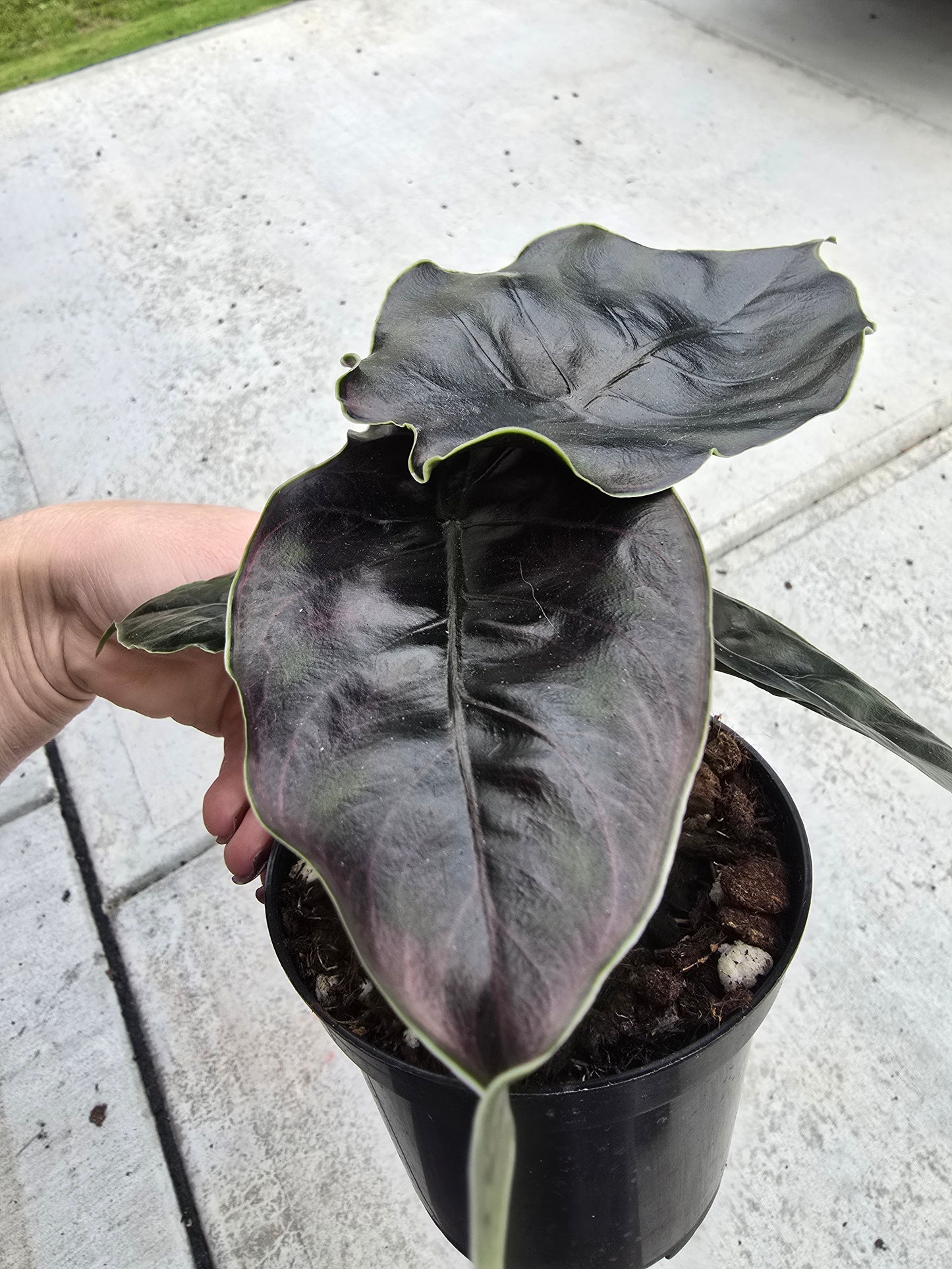 4" Alocasia Azlanii - Not Pet Friendly - Pick Your Plant Option - Live Indoor Plant