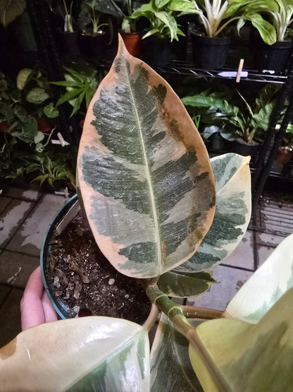 6" Ficus Rubber Tineke Bush - Not Pet Friendly - Pick Your Plant Option - Live Indoor Plant