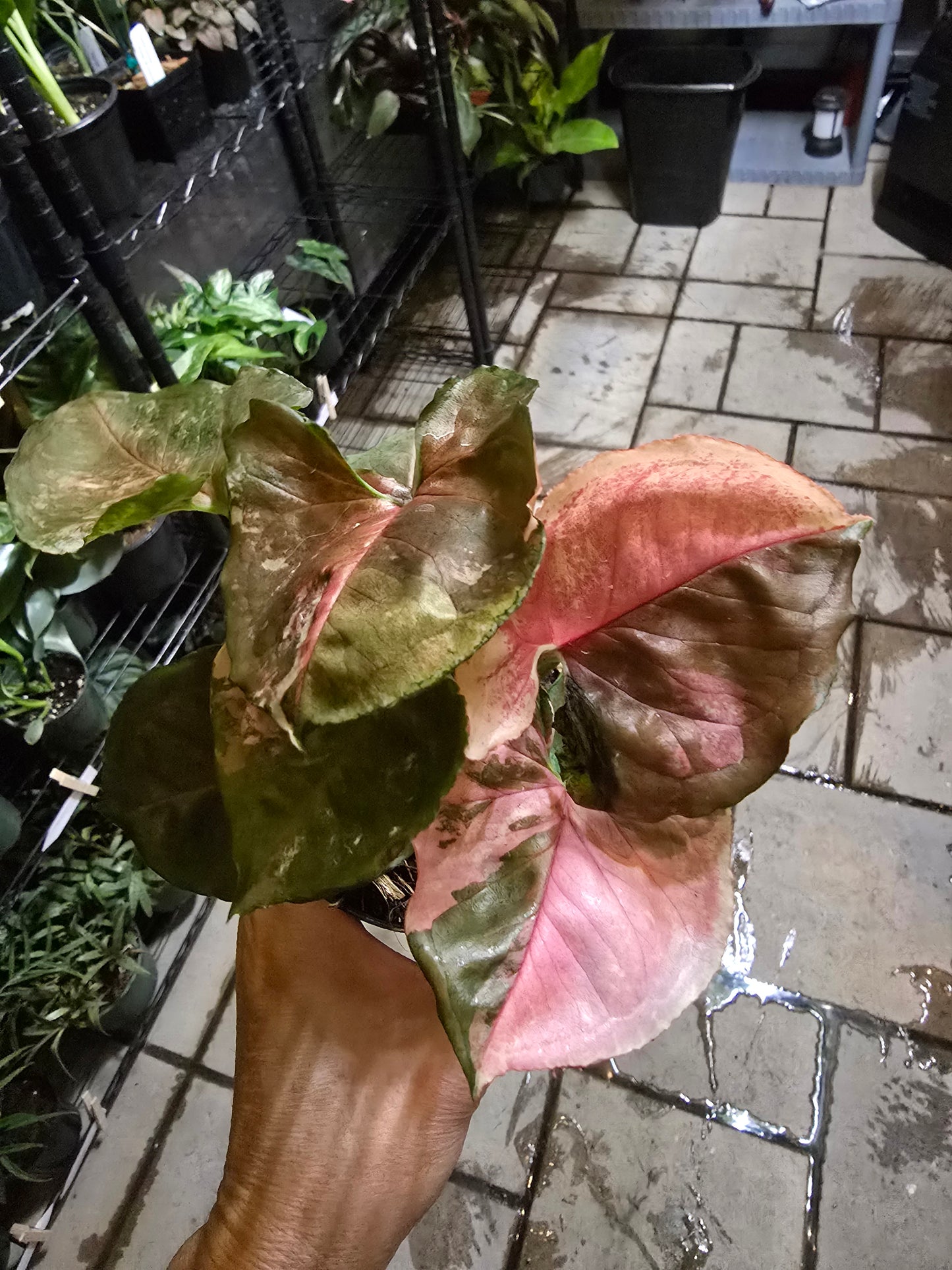 4" Syngonium Strawberry Ice - Not Pet Friendly - Pick Your Plant Option - Live Indoor Plant