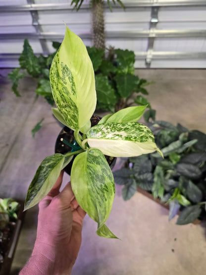 4" Philodendron Jose Buono - Not Pet Friendly - Pick Your Plant Option - Live Indoor Plant