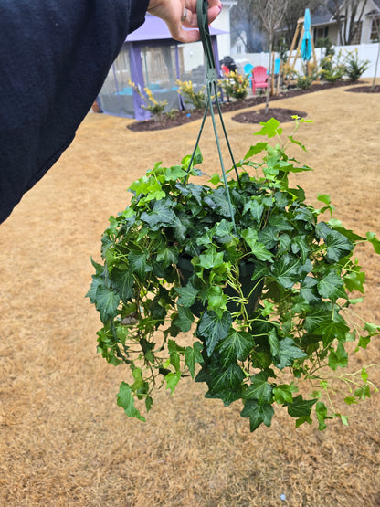 Ivy Green 8” Hanging Basket - Not Pet Friendly - Pick Your Plant Option - Live Indoor Plant