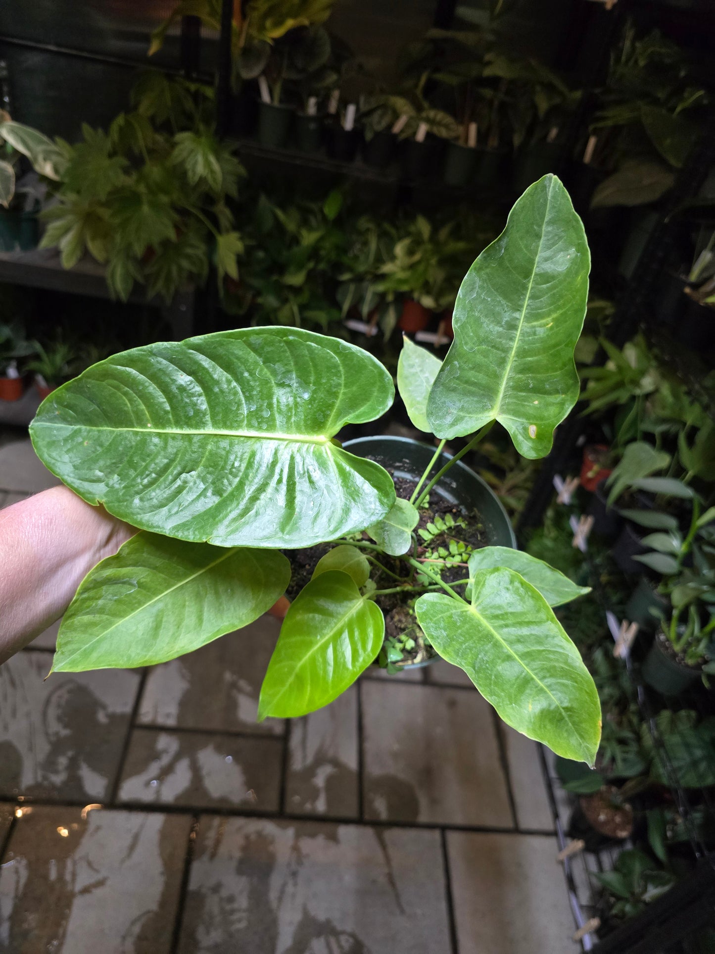 6" Anthurium Veitchii King - Not Pet Friendly - Pick Your Plant Option - Live Indoor Plant