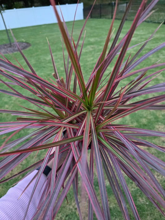 6” Dracaena Marginata 'Colorama' - Not Pet Friendly - Pick Your Plant Option - Live Indoor Plant