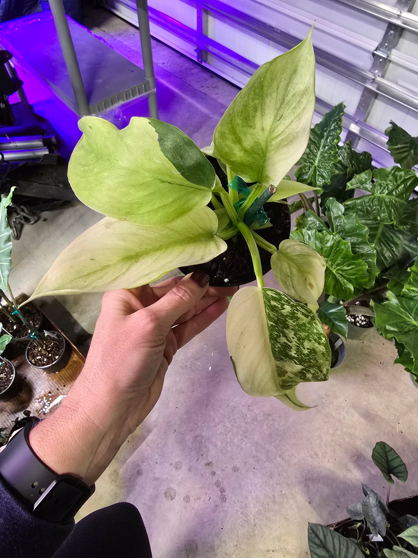 4" Philodendron Jose Buono - Not Pet Friendly - Pick Your Plant Option - Live Indoor Plant