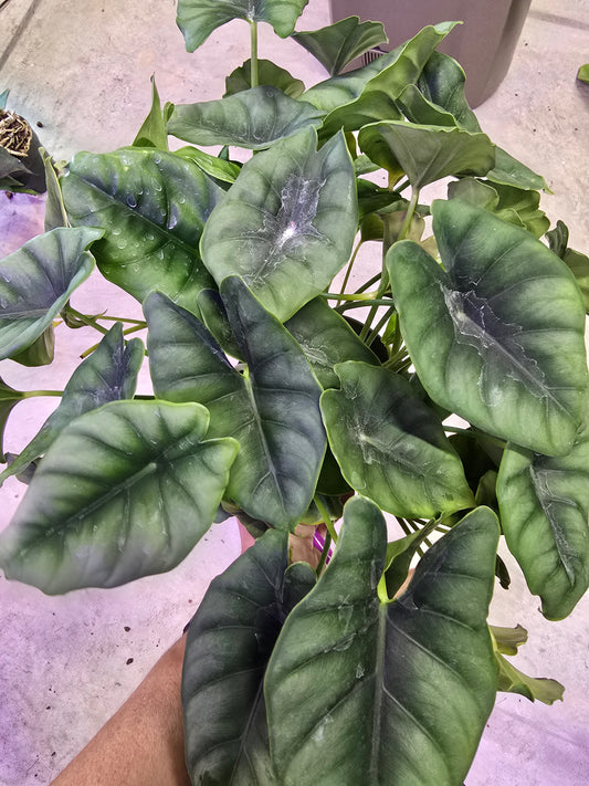 6" Alocasia Reversa - Not Pet Friendly - Exact Plant - Live Indoor Plant