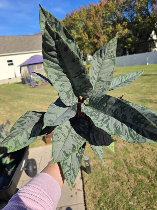 6" Red Sword (Apoballis Acuminatissima Lavaille) - Not Pet Friendly - Pick Your Plant Option - Live Indoor Plant