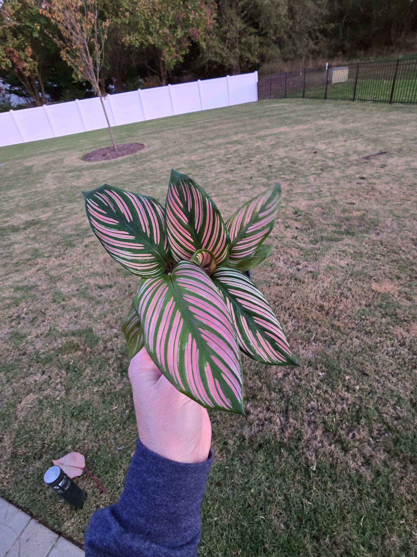 4" Calathea Majestic 'White Star' - Pet Friendly - Pick Your Plant Option - Live Indoor Plant