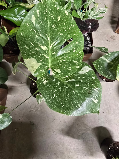 4" Monstera Thai Constellation - Not Pet Friendly - Pick Your Plant Option - Live Indoor Plant