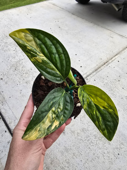 4" Monstera Peru Variegated - Not Pet Friendly - Pick Your Plant Option - Live Indoor Plant