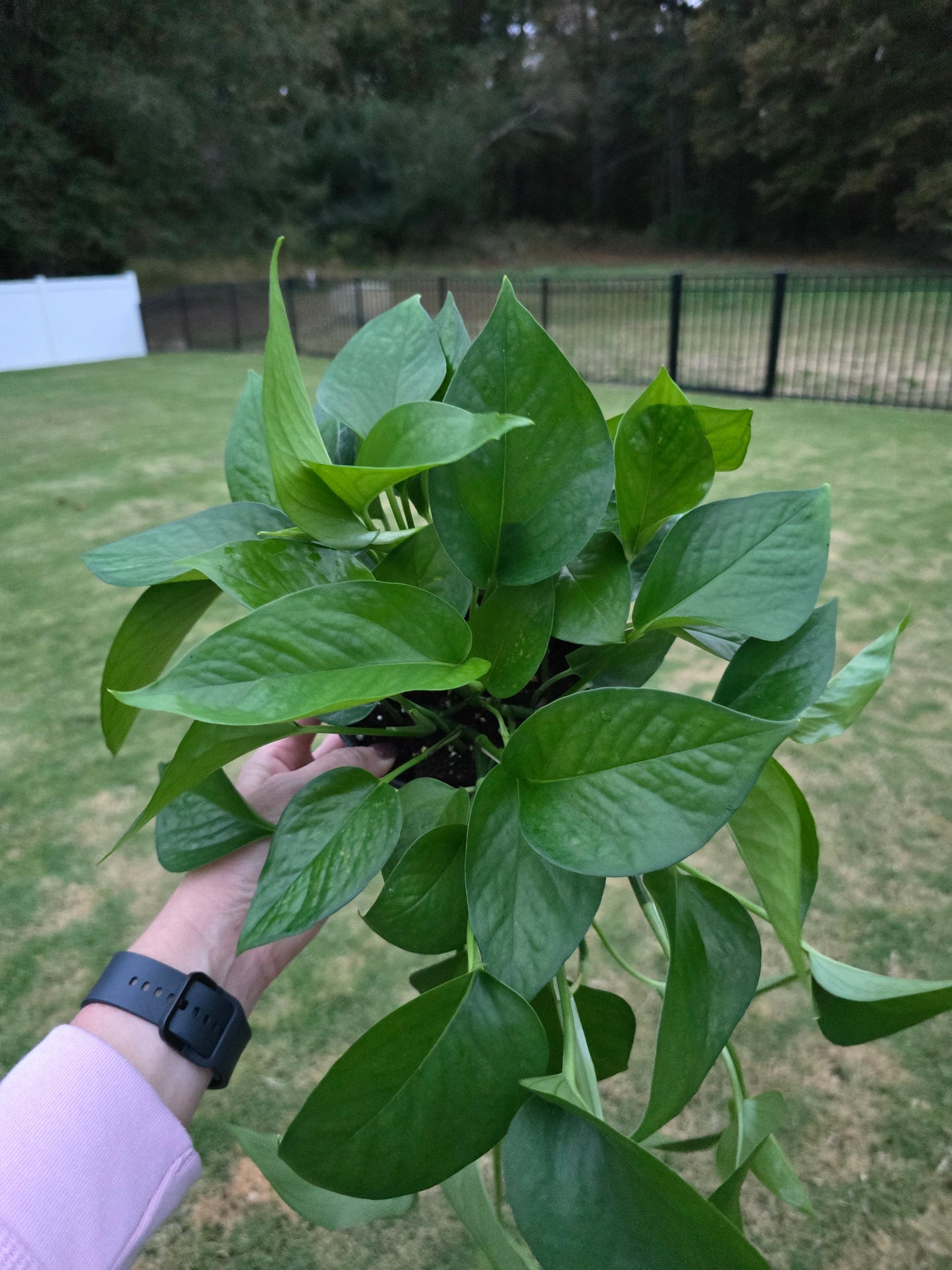 6" Pothos Jade - Epipremnum - Not Pet Friendly - Pick Your Plant Option - Live Indoor Plant