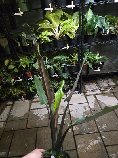 6" Alocasia Lauterbachiana (Purple Sword) - Not Pet Friendly - Exact Plant - Live Indoor Plant