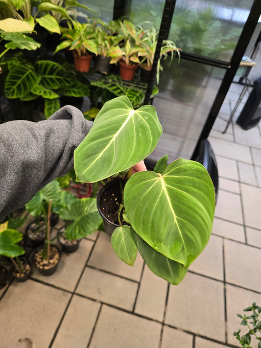 4" Philodendron Gloriosum - Not Pet Friendly - Pick Your Plant Option - Live Indoor Plant