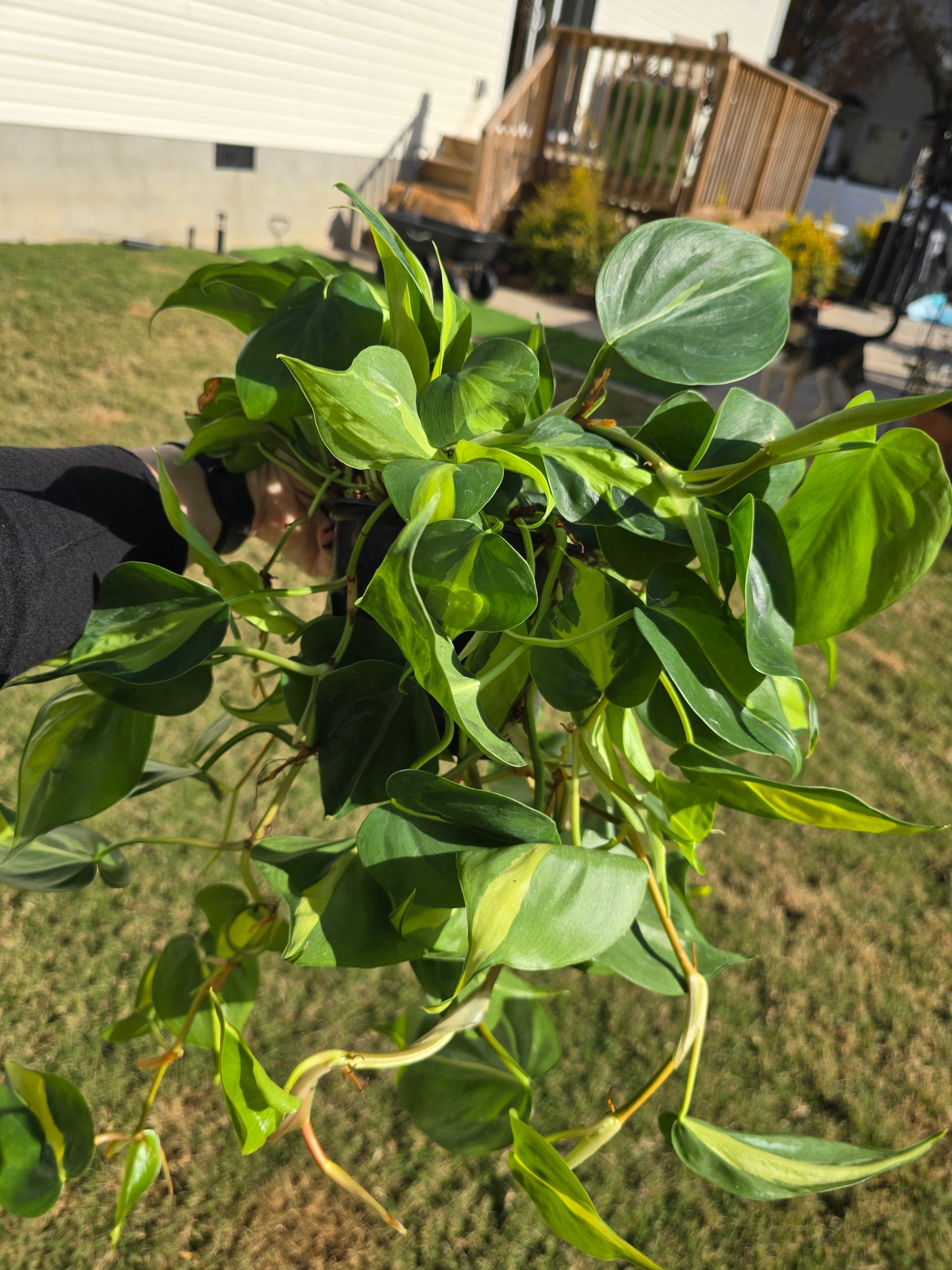 6" Philodendron Brasil - Not Pet Friendly - Pick Your Plant Option - Indoor Plant