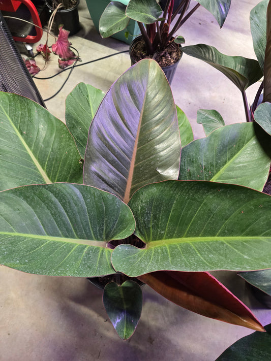 3g Philodendron Roho Congo - Not Pet Friendly - Pick Your Plant Option - Indoor Plant