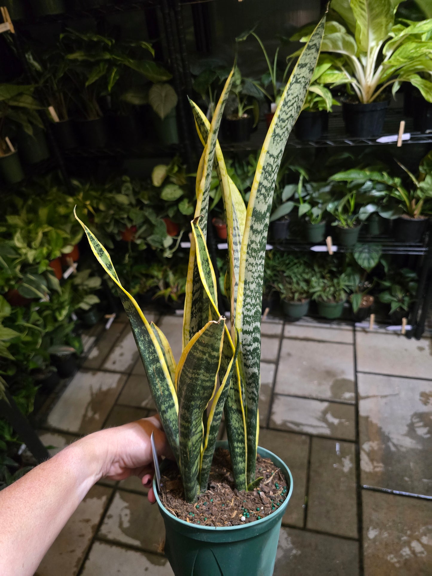 6” Snake Plant Laurentii - Sansevieria - Not Pet Friendly - Pick Your Plant Option - Live Indoor Plant