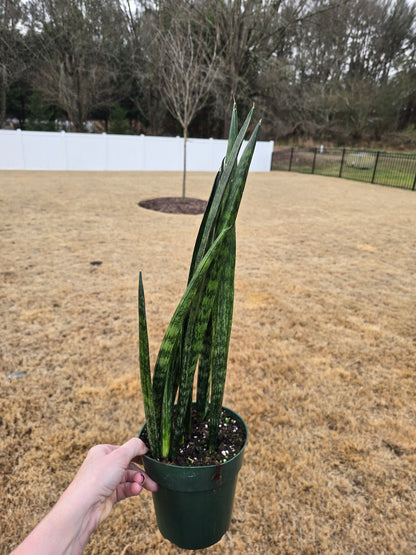 Sansevieria Snakeskin 6" - Not Pet Friendly - Pick Your Plant Option - Live Indoor Plant