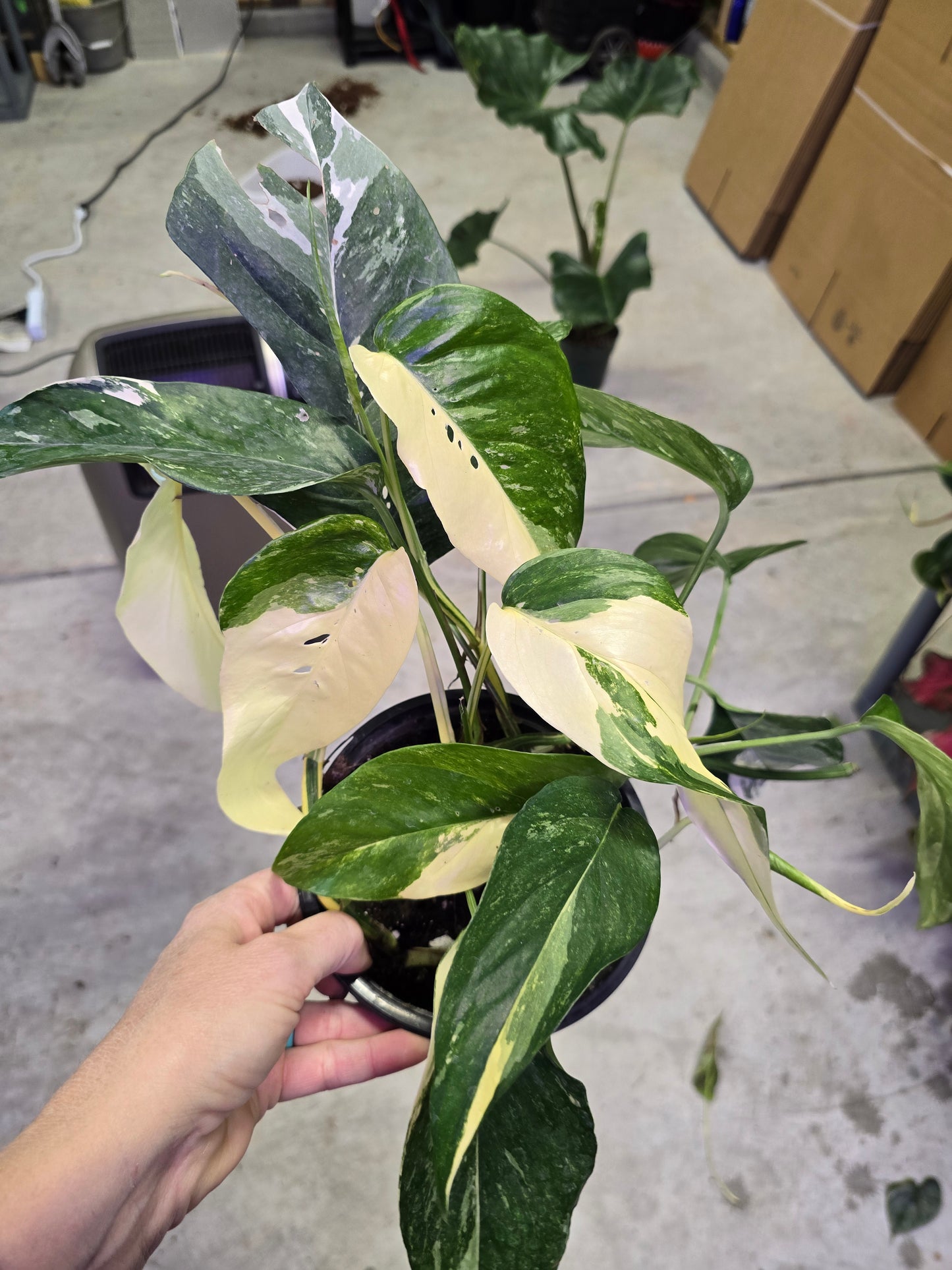 6" Epi Albo - Epipremnum Pinnatum Albo - Not Pet Friendly - Exact Plant - Live Indoor Plant