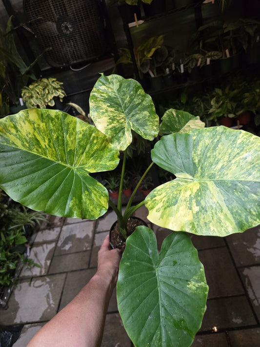 4" Alocasia Gageana 'Aurea' - Not Pet Friendly - Pick Your Plant Option - Live Indoor Plant