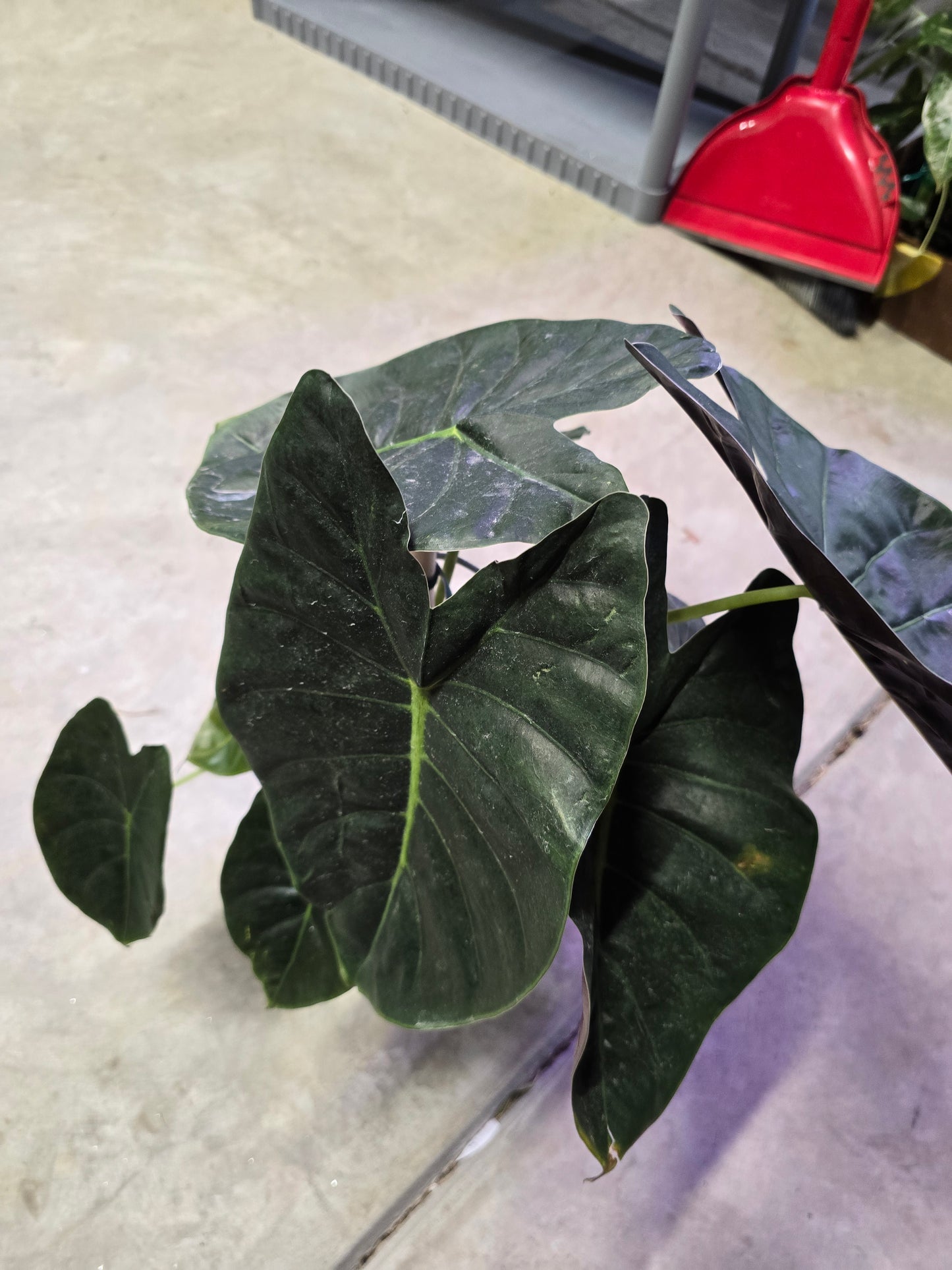 6" Alocasia Golden Bone - Not Pet Friendly - Pick Your Plant Option - Live Indoor Plant