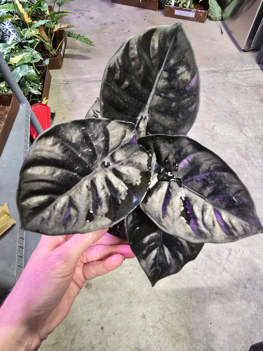 4" Alocasia Infernalis - Not Pet Friendly - Pick Your Plant Option - Live Indoor Plant