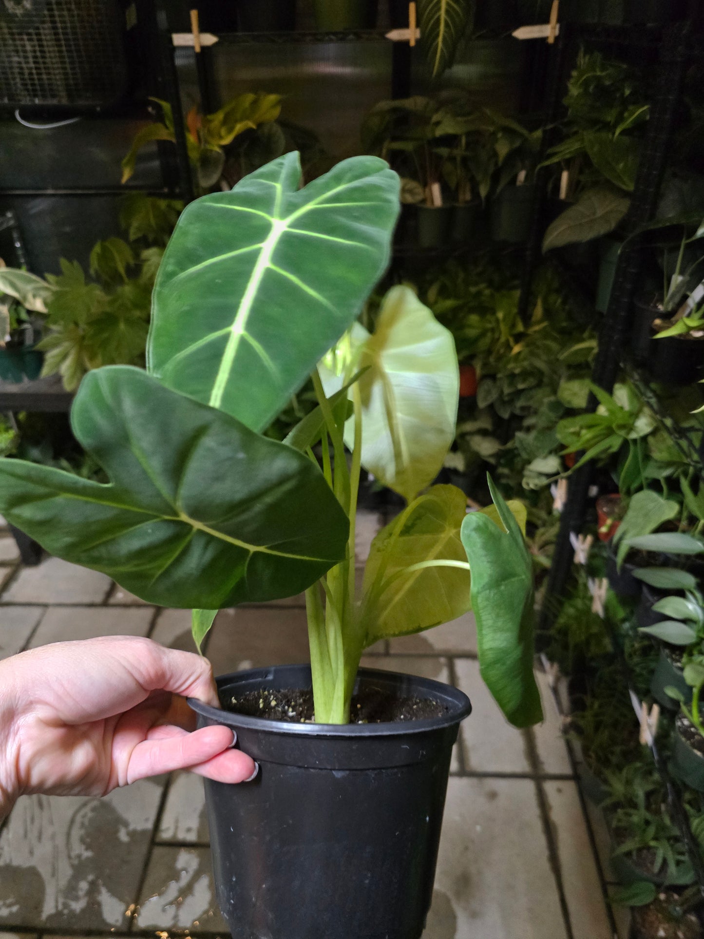 6" Alocasia Frydek Green/White - Not Pet Friendly - Exact Plant - Live Indoor Plant