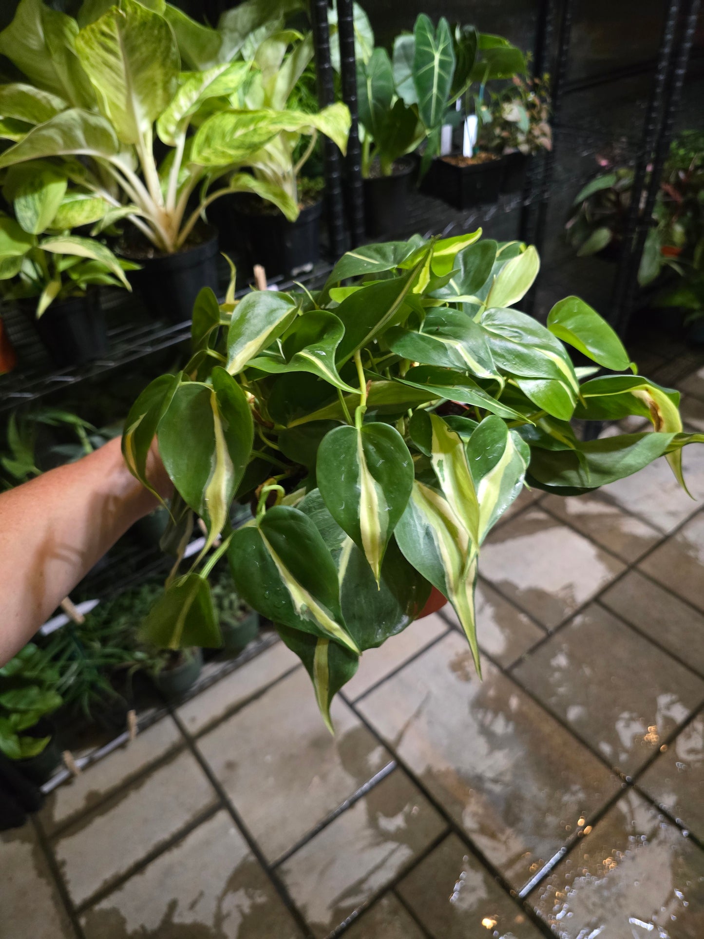 6" Philodendron Silver Stripe - Not Pet Friendly - Pick Your Plant Option - Indoor Plant