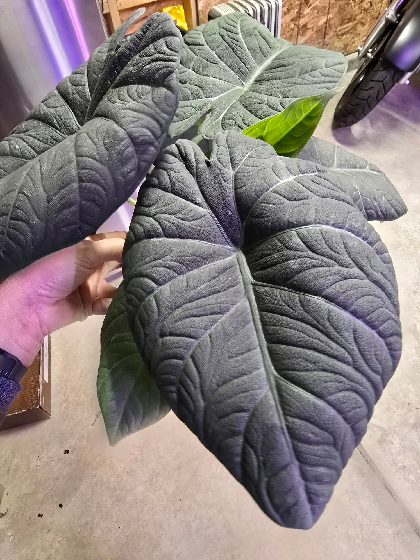 6" Alocasia Maharani - Not Pet Friendly - Pick Your Plant Option - Live Indoor Plant