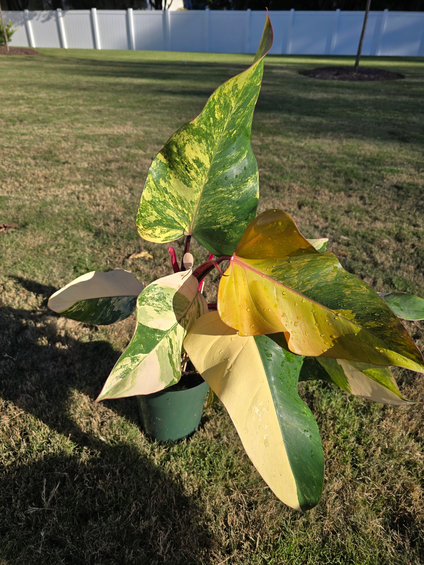 6" Philodendron Strawberry Shake - Not Pet Friendly - Pick Your Plant Option - Live Indoor Plant