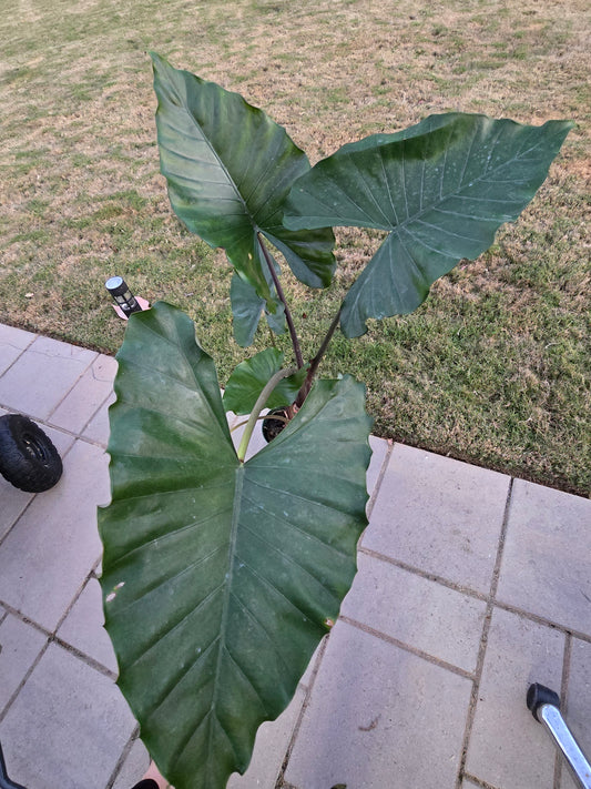 6" Alocasia Sumo - Not Pet Friendly - Pick Your Plant Option - Live Indoor Plant