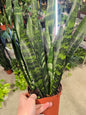 6" Snake Plant Black Coral - Sansevieria - Not Pet Friendly - Pick Your Plant Option - Live Indoor Plant