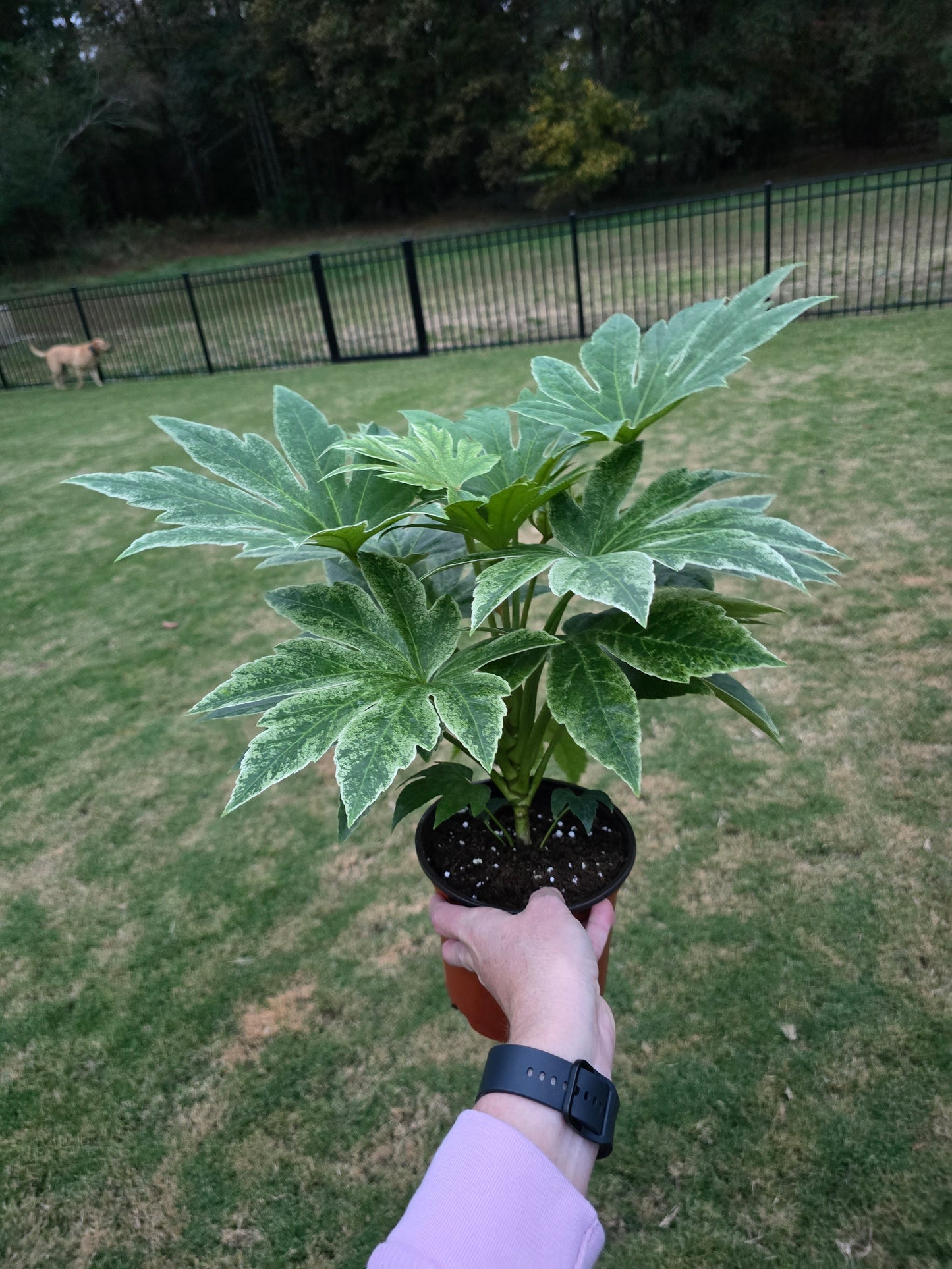 6" Fatsia Japonica Spider's Web - Pet Friendly - Pick Your Plant Option - Live Indoor Plant