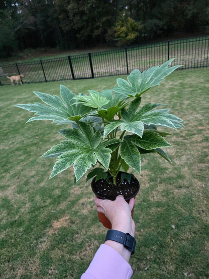 6" Fatsia Japonica Spider's Web - Pet Friendly - Pick Your Plant Option - Live Indoor Plant