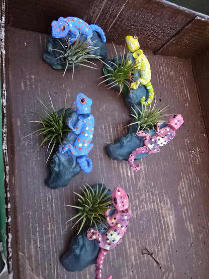 Bobble Head Lizard with Tillandsia - Pet Friendly - Pick Your Plant Option - Live Indoor Plant