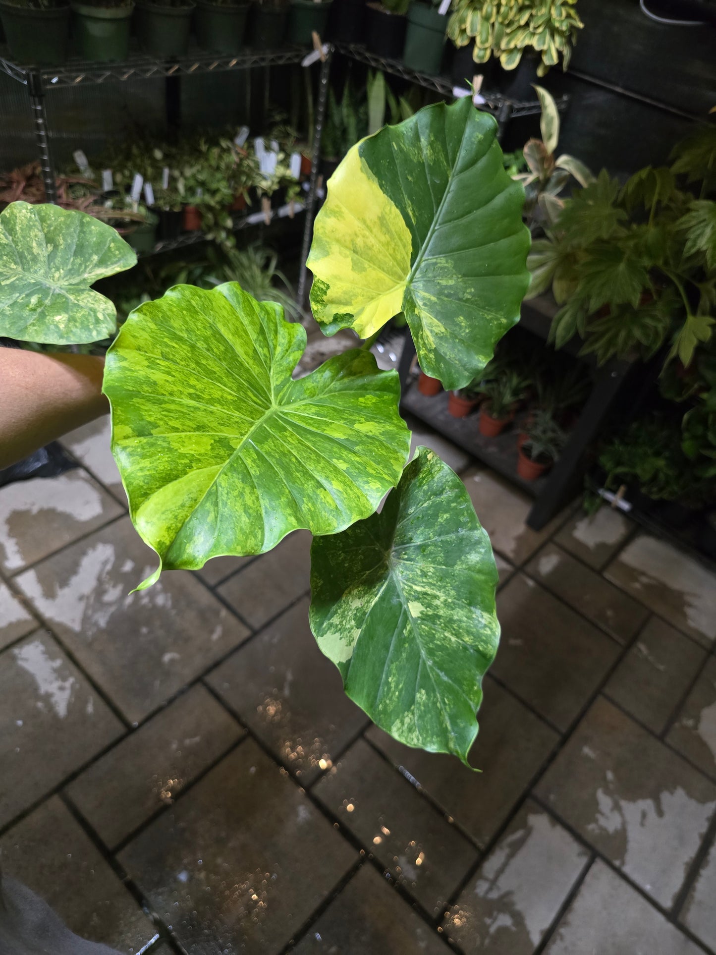 4" Alocasia Gageana 'Aurea' - Not Pet Friendly - Pick Your Plant Option - Live Indoor Plant