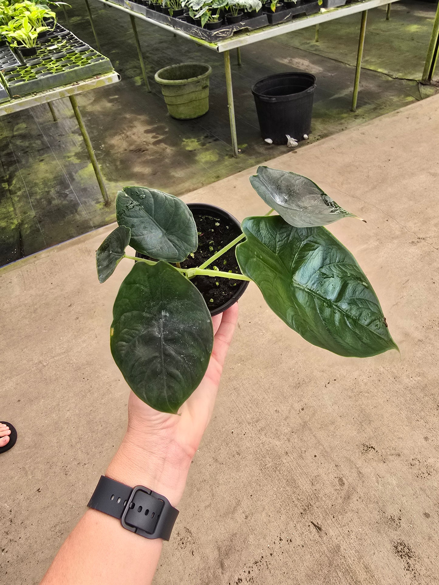 4" Alocasia Green Unicorn (Azlanii x Dragon Scale) - Not Pet Friendly - Pick Your Plant Option - Live Indoor Plant