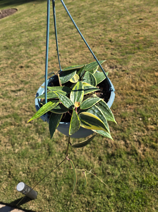 8" Hoya Macrophylla Hanging Basket - Pet Friendly - Pick Your Plant Option - Live Indoor Plant