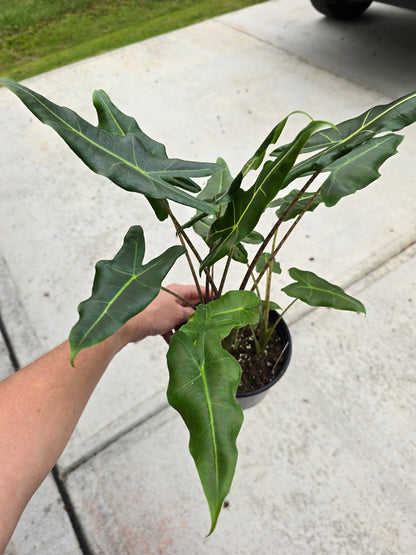 6" Alocasia Sarian (Frydek x Watsoniana) - Not Pet Friendly - Pick Your Plant Option - Live Indoor Plant