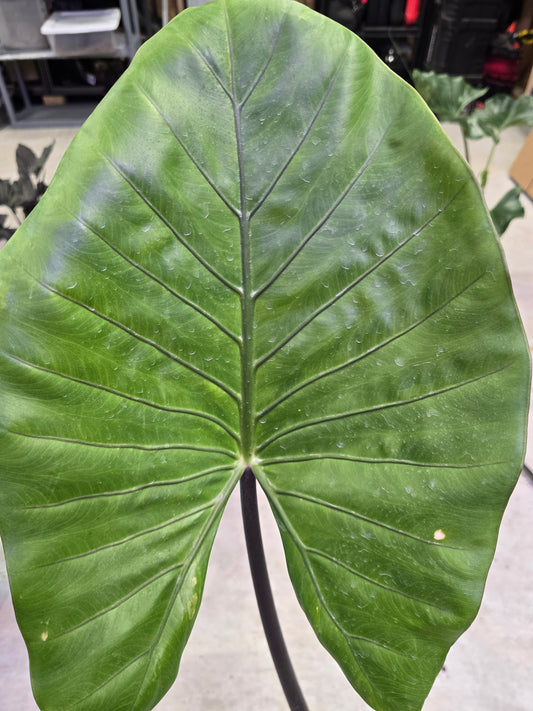 6" Alocasia Black Stem - Not Pet Friendly - Pick Your Plant Option - Live Indoor Plant