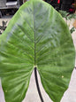 6" Alocasia Black Stem - Not Pet Friendly - Pick Your Plant Option - Live Indoor Plant