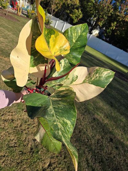 6" Philodendron Strawberry Shake - Not Pet Friendly - Pick Your Plant Option - Live Indoor Plant