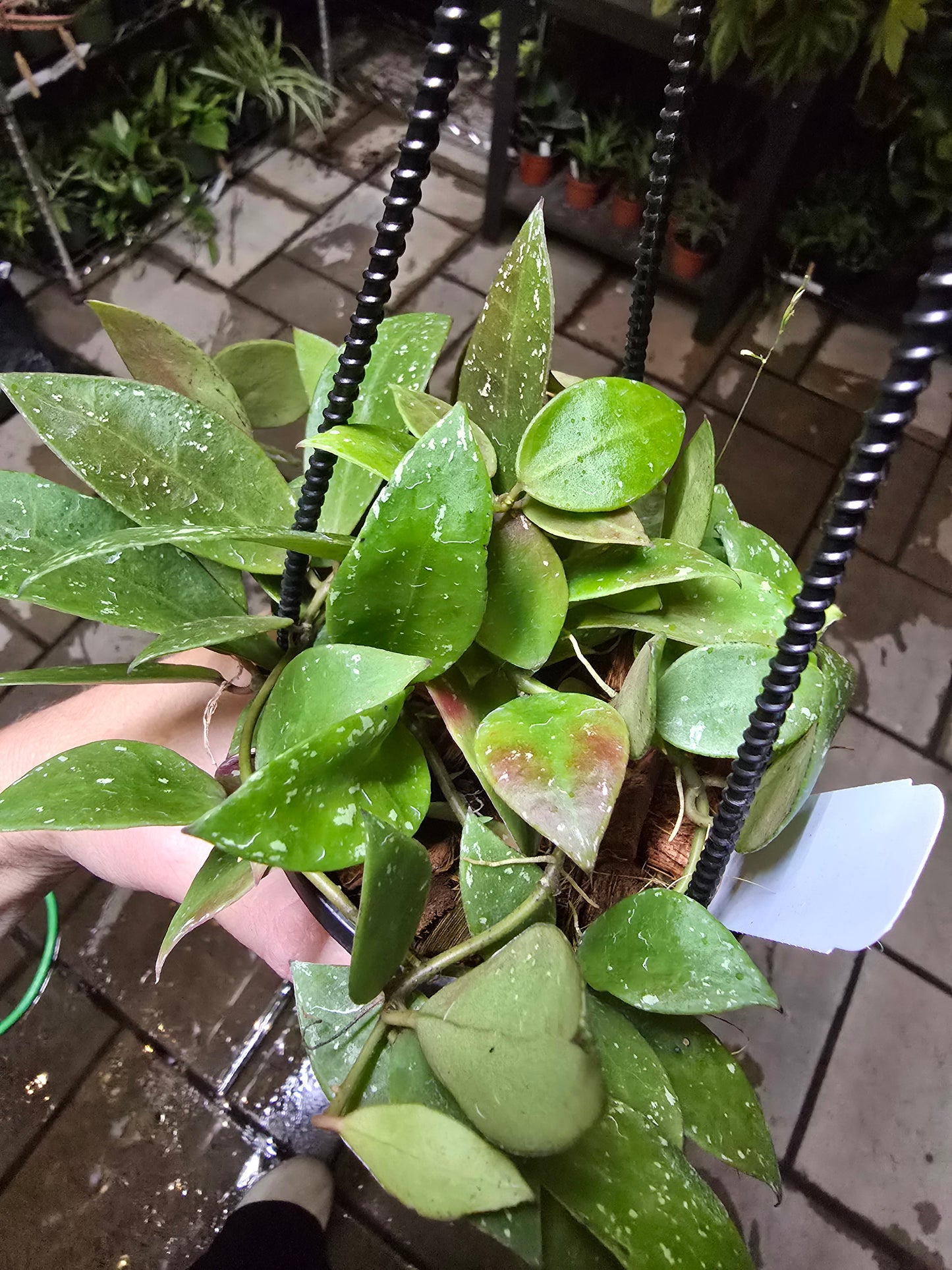 4" Hoya Walliniana UT 152 - Pet Friendly - Pick Your Plant Option - Live Indoor Plant