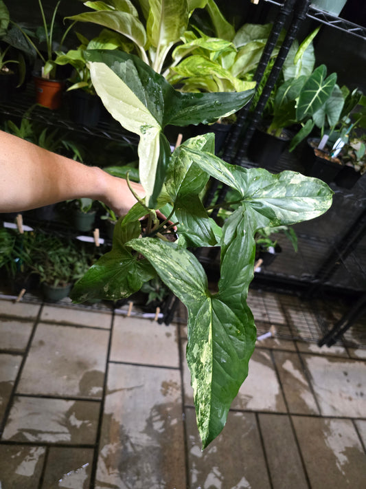 4" Syngonium Podophyllum Albo - Not Pet Friendly - Exact Plant  - Live Indoor Plant