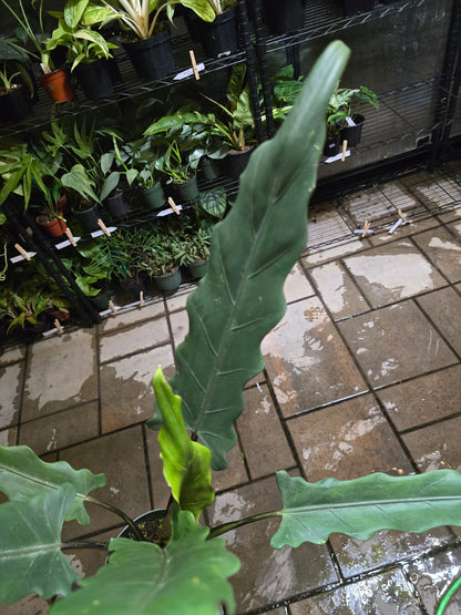 6" Alocasia Lauterbachiana (Purple Sword) - Not Pet Friendly - Exact Plant - Live Indoor Plant