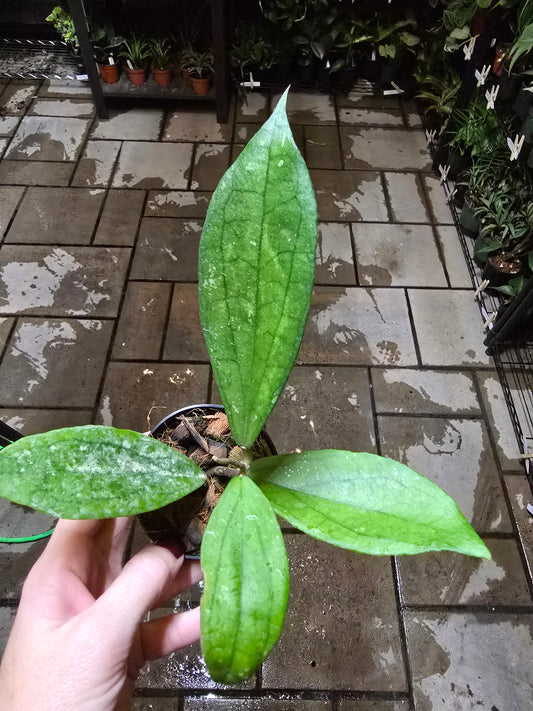 3" Hoya Jennifer (incrassata x finlaysonii) - Pet Friendly - Pick Your Plant Option - Live Indoor Plant